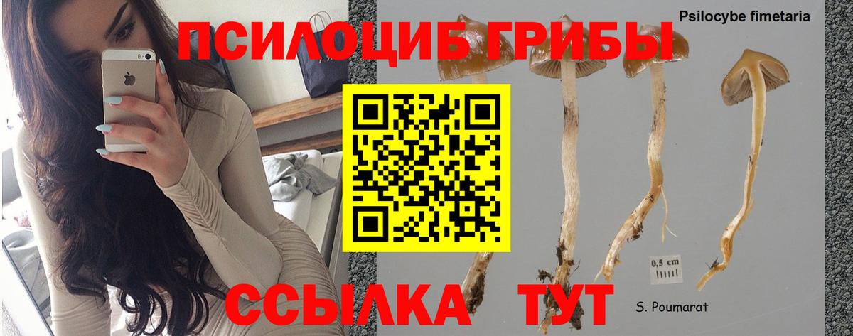 Димитровград  Псилоцибиновые грибы Psilocybine cubensis  Вход с VPN 